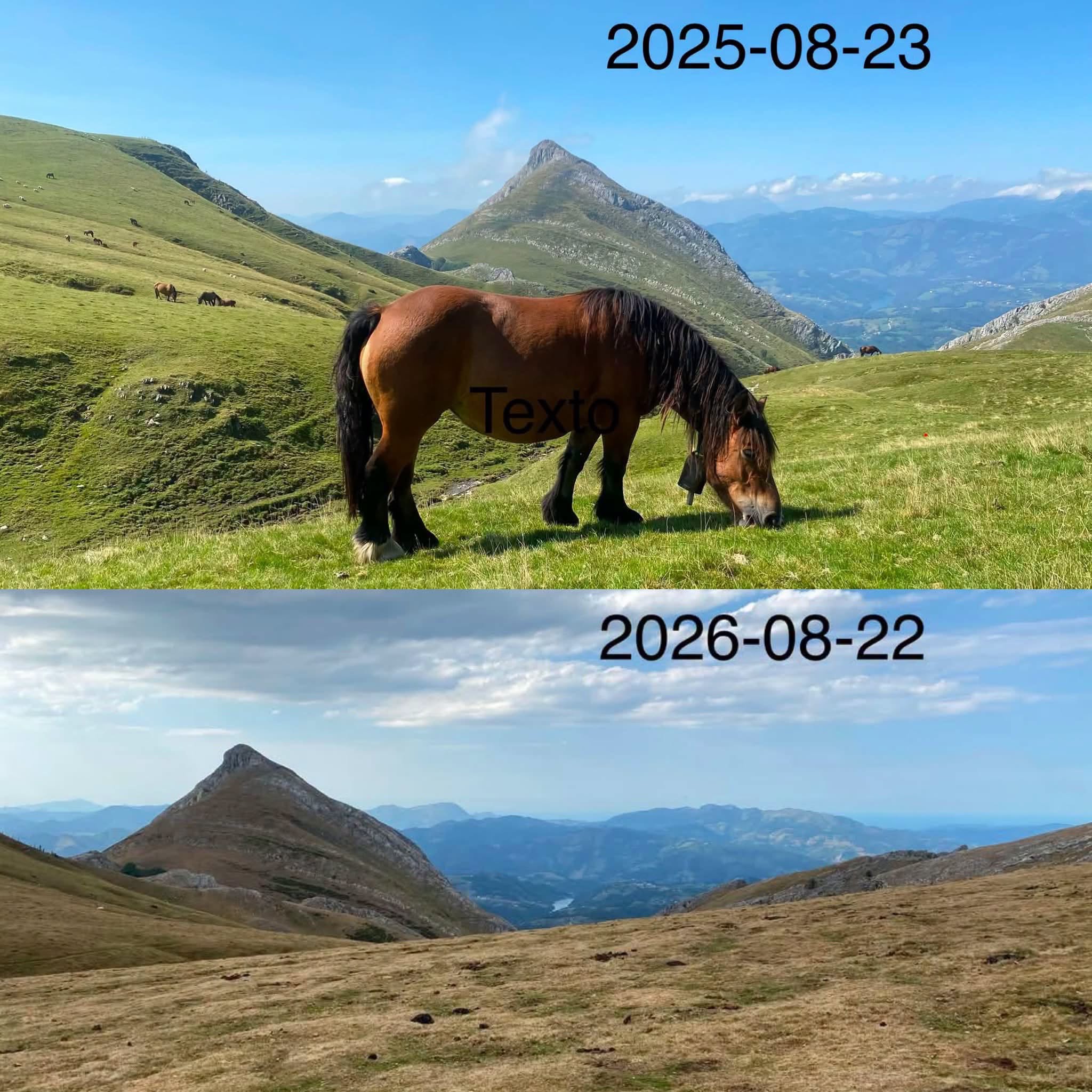 comparación de los pastor de Aralar entre agosto de 2025 y 2026