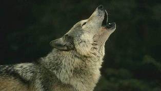 213.sektoreak.lobo