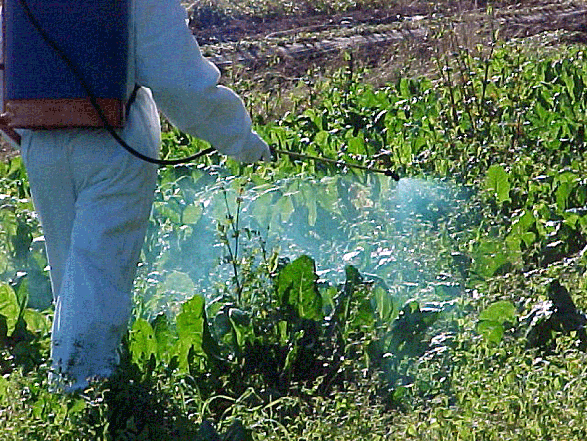 ¿Cómo renovar el carné de aplicador de biocidas que caduca en Julio del 2020?